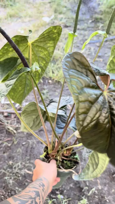 plant/XL Anthurium pap X Luxurians *MULTIPOT-0-thumbnail