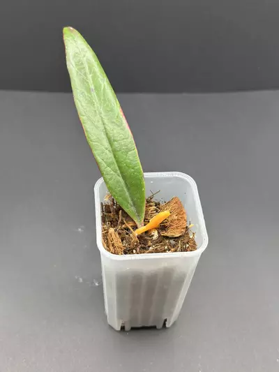 plant/Hoya Sulawesiana Albo -0-thumbnail