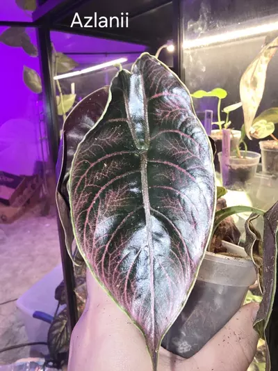 plant/Alocasia Azlani Corm-0-thumbnail