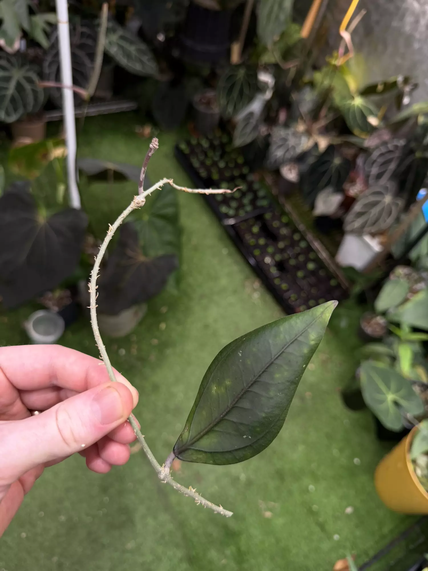 plant/Hoya sp aceh gomas fresh cut -0