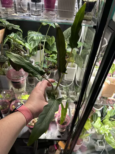 plant/Alocasia Lauterbachiana-0-thumbnail