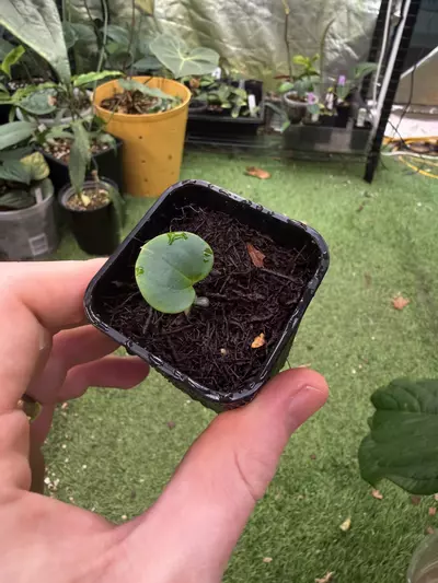 plant/Besseae aff. “Bingo” x “Bluey”-0-thumbnail