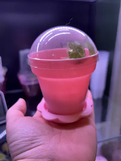 plant/4 Pink plant doms. Also have white-0-thumbnail