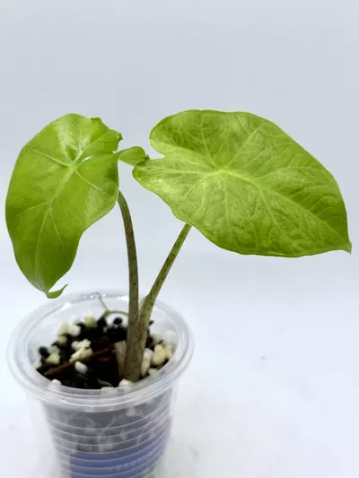plant/Alocasia Portora Aurea-0-thumbnail