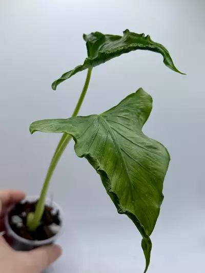 plant/Alocasia Triangularis-1-thumbnail