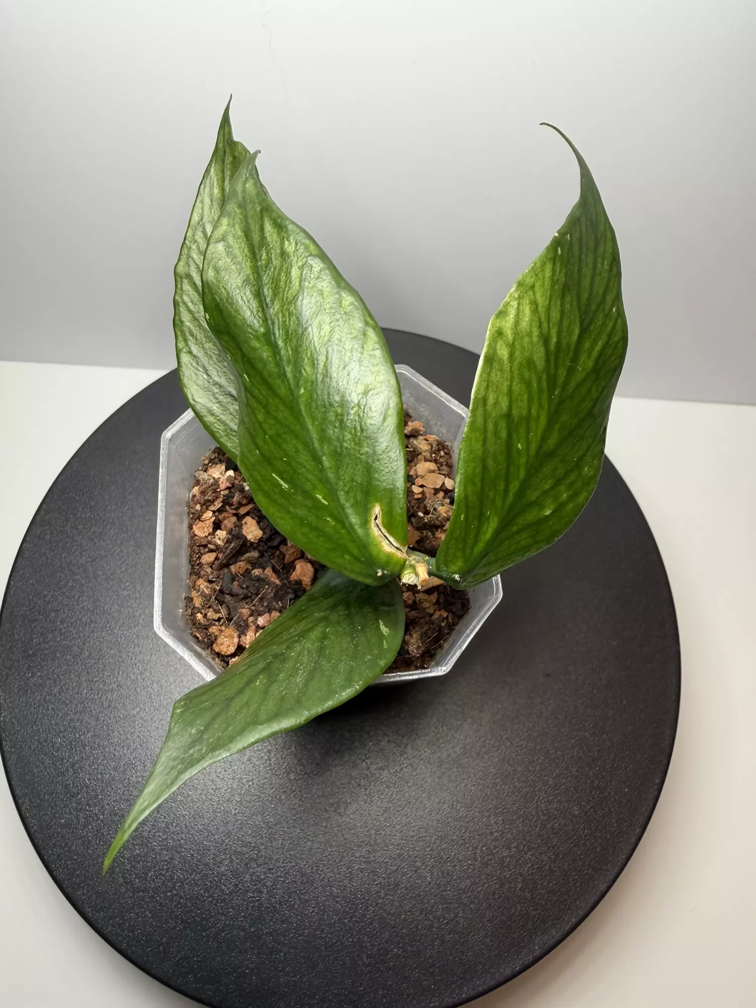 plant/Hoya Polyneura (f)-0