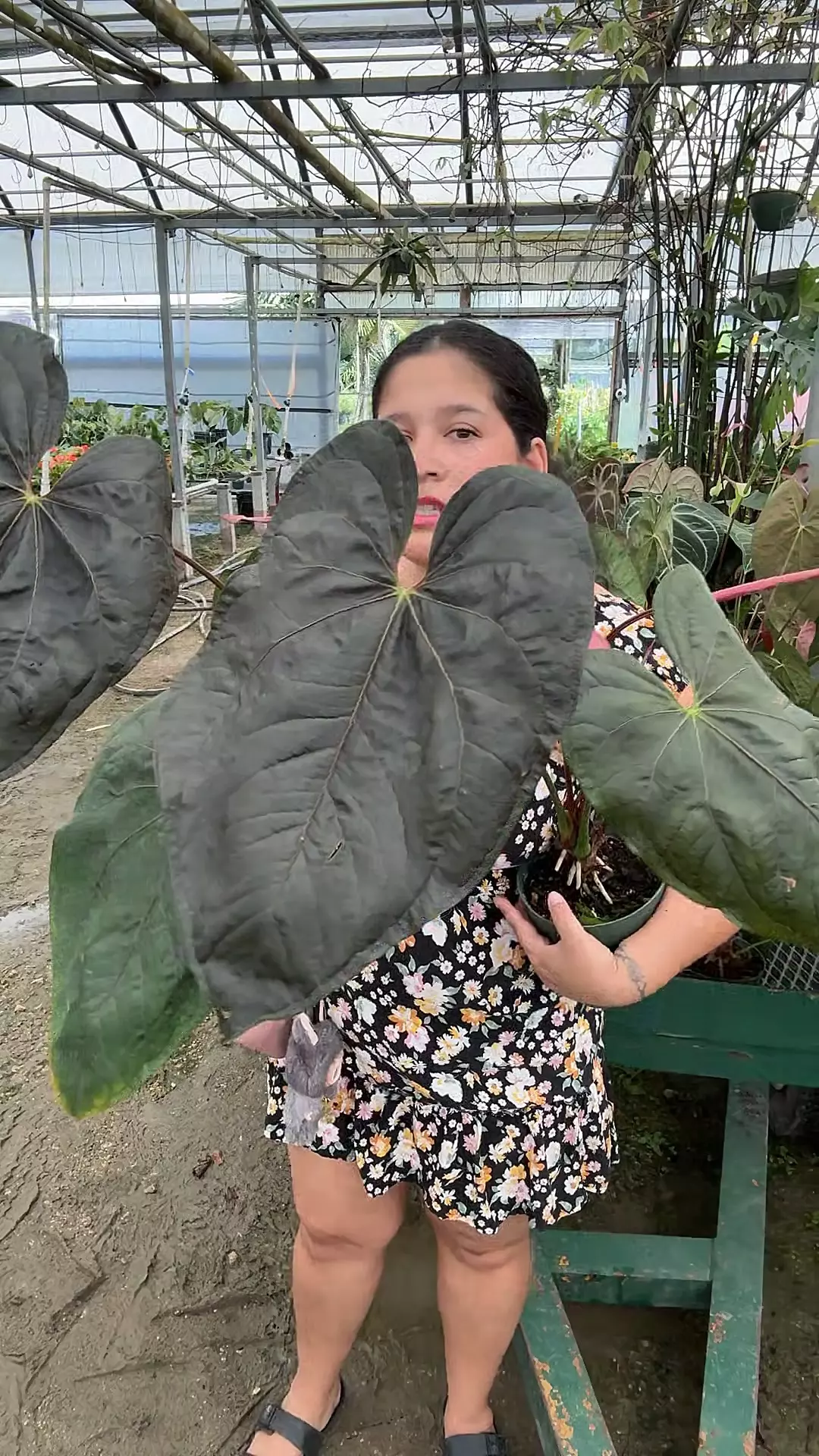 plant/Medium size queen of hearts-0