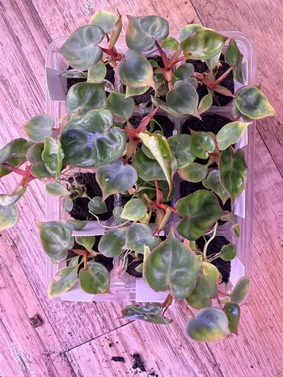 plant/1 Billie plug-0-thumbnail