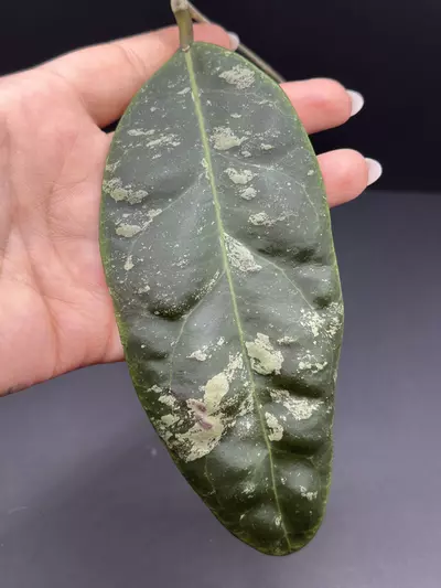 plant/Hoya Rintzii Borneo *** Fresh Cut***-0-thumbnail