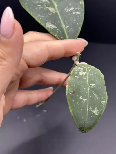 plant/Hoya Rintzii Borneo *** Fresh Cut***-1-thumbnail