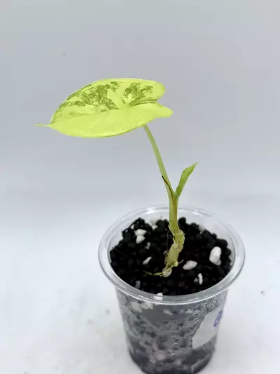 plant/Alocasia Gageana Aurea-0-thumbnail