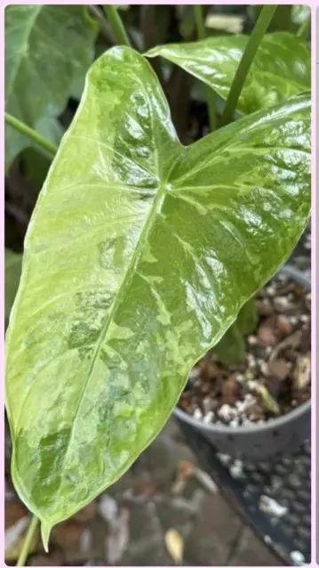 plant/Alocasia Nairobi Nights Var Corm-0