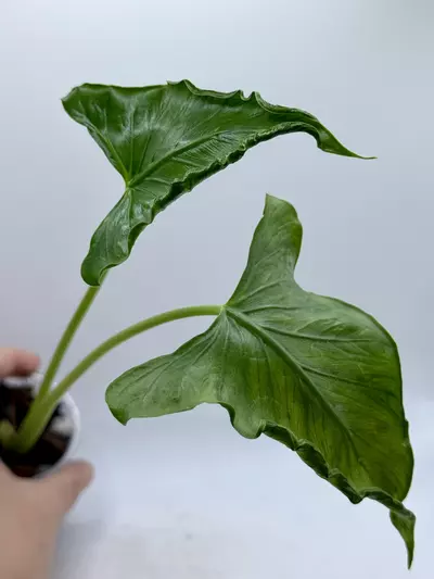 plant/Alocasia Triangularis-0-thumbnail