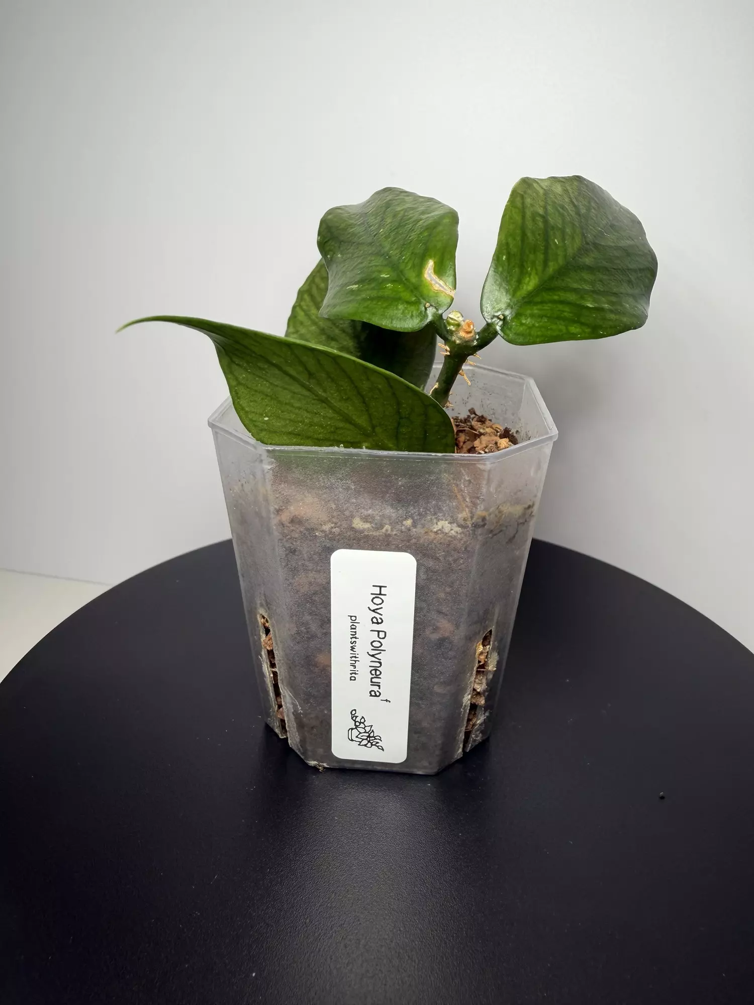 plant/Hoya Polyneura (f)-1