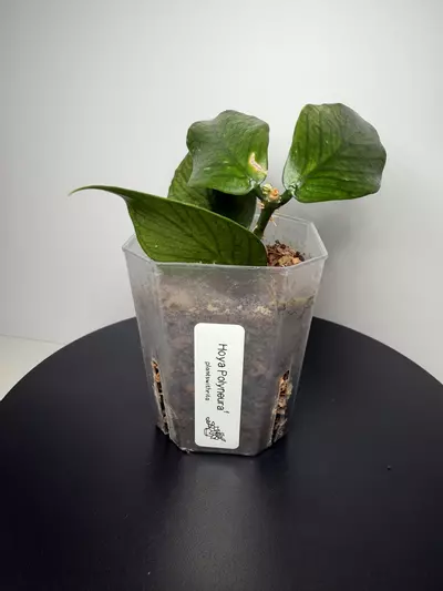 plant/Hoya Polyneura (f)-1-thumbnail