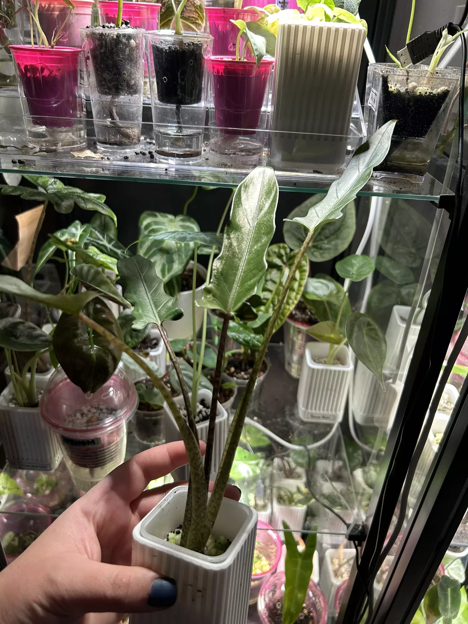 plant/Alocasia Lauterbachiana-2