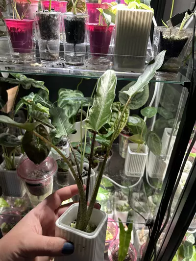 plant/Alocasia Lauterbachiana-2-thumbnail