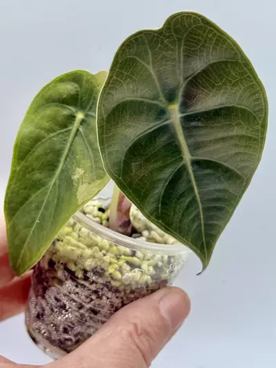 plant/Alocasia Sedenii Aurea lower var-1-thumbnail