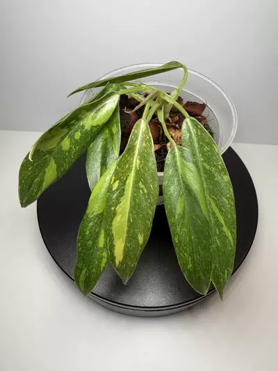 plant/Philodendron ring of fire-0-thumbnail