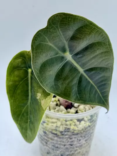 plant/Alocasia Sedenii Aurea lower var-0-thumbnail