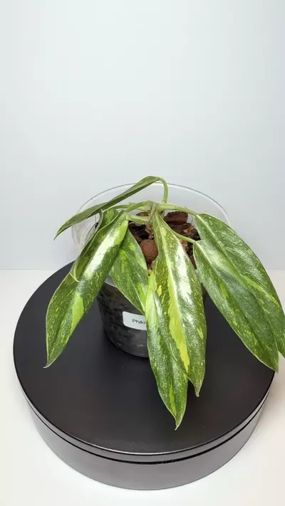 plant/Philodendron ring of fire-1-thumbnail