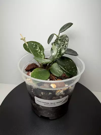 plant/Hoya Mathilde Splash (b)-1-thumbnail