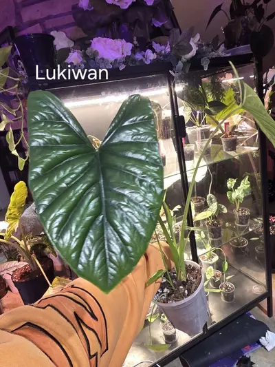 plant/Alocasia Lukiwan Corm-0-thumbnail