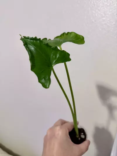 plant/Alocasia Triangularis-3-thumbnail