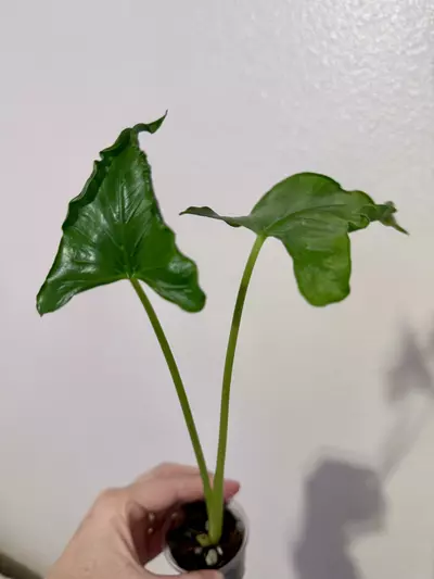 plant/Alocasia Triangularis-4-thumbnail