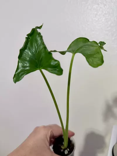 plant/Alocasia Triangularis-2-thumbnail