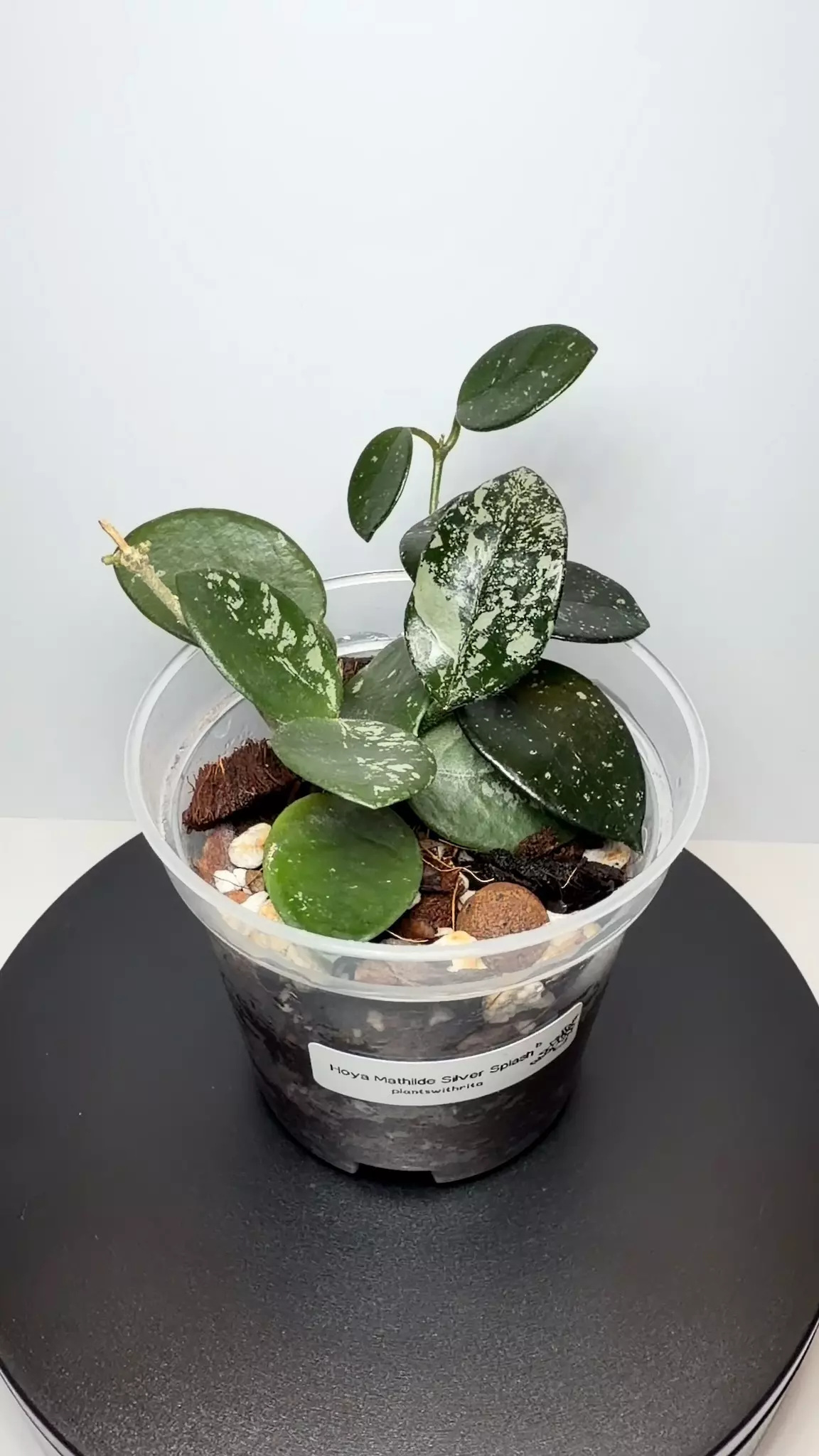 plant/Hoya Mathilde Splash (b)-2