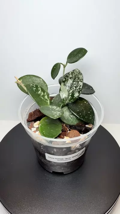 plant/Hoya Mathilde Splash (b)-2-thumbnail