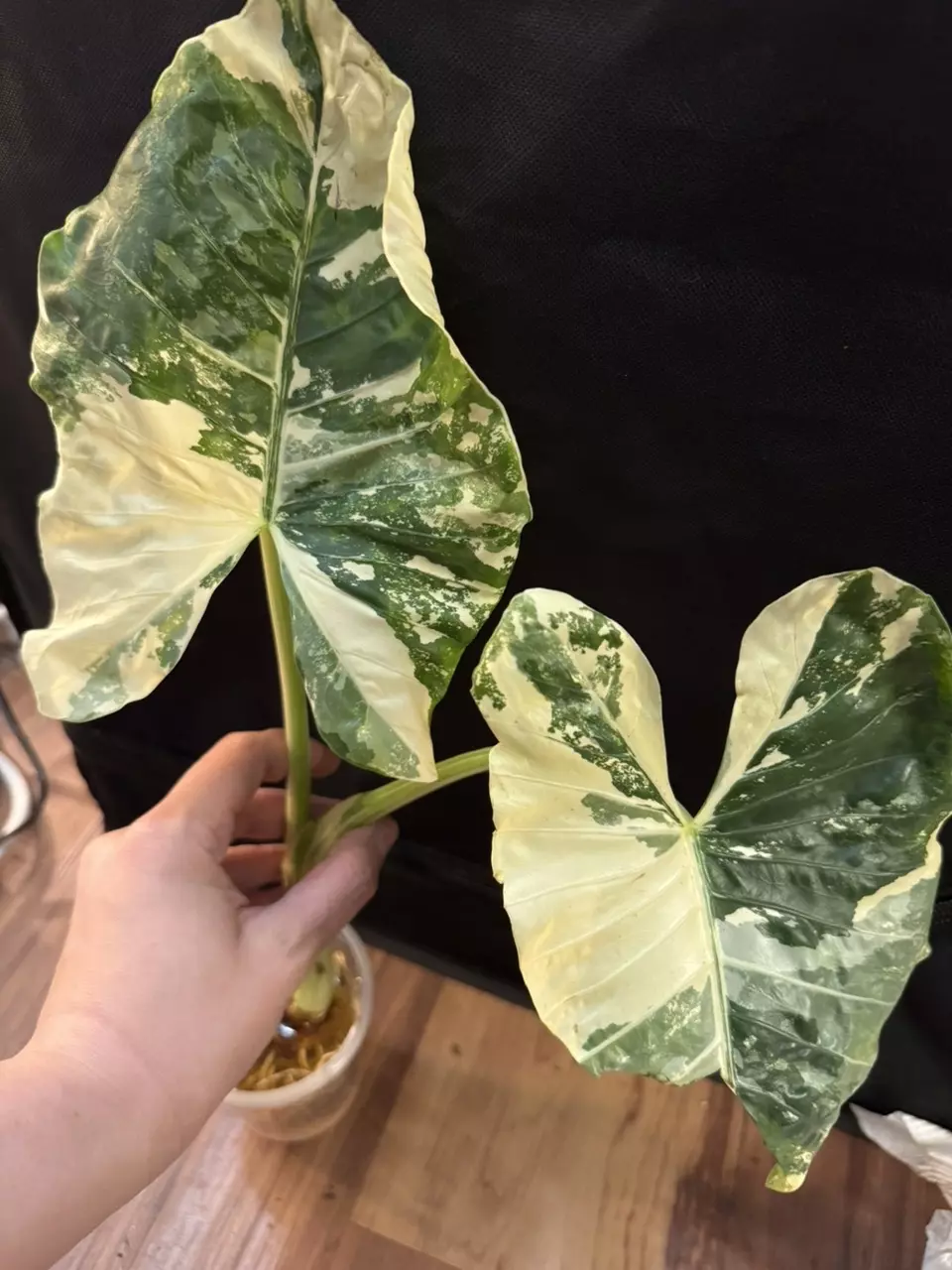 plant/Alocasia Macrorrhiza Albo Corm-0