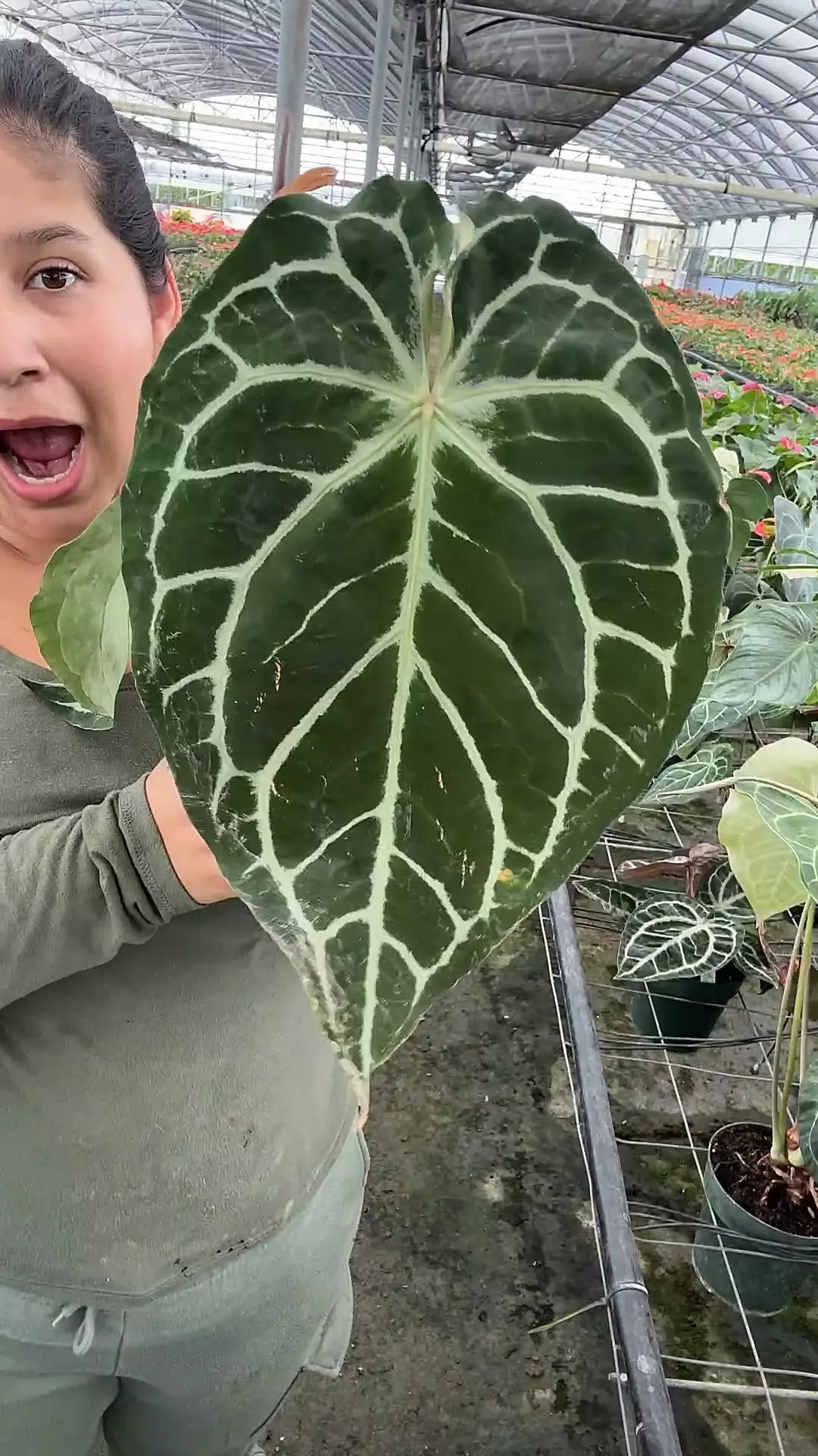 plant/Anthurium Pink lemonade x Black Widow Michelle-0