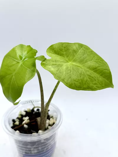 plant/Alocasia Portora Aurea-1-thumbnail