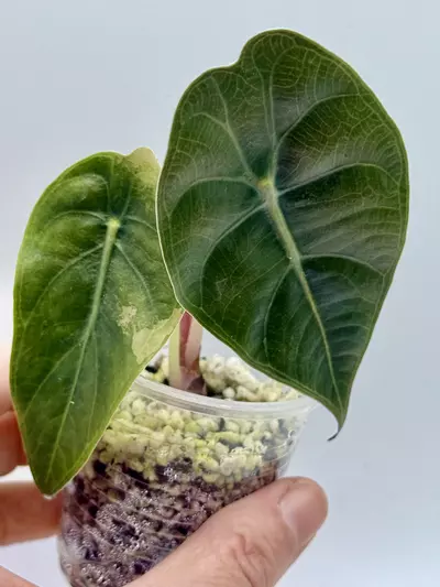plant/Alocasia Sedenii Aurea lower var-2-thumbnail