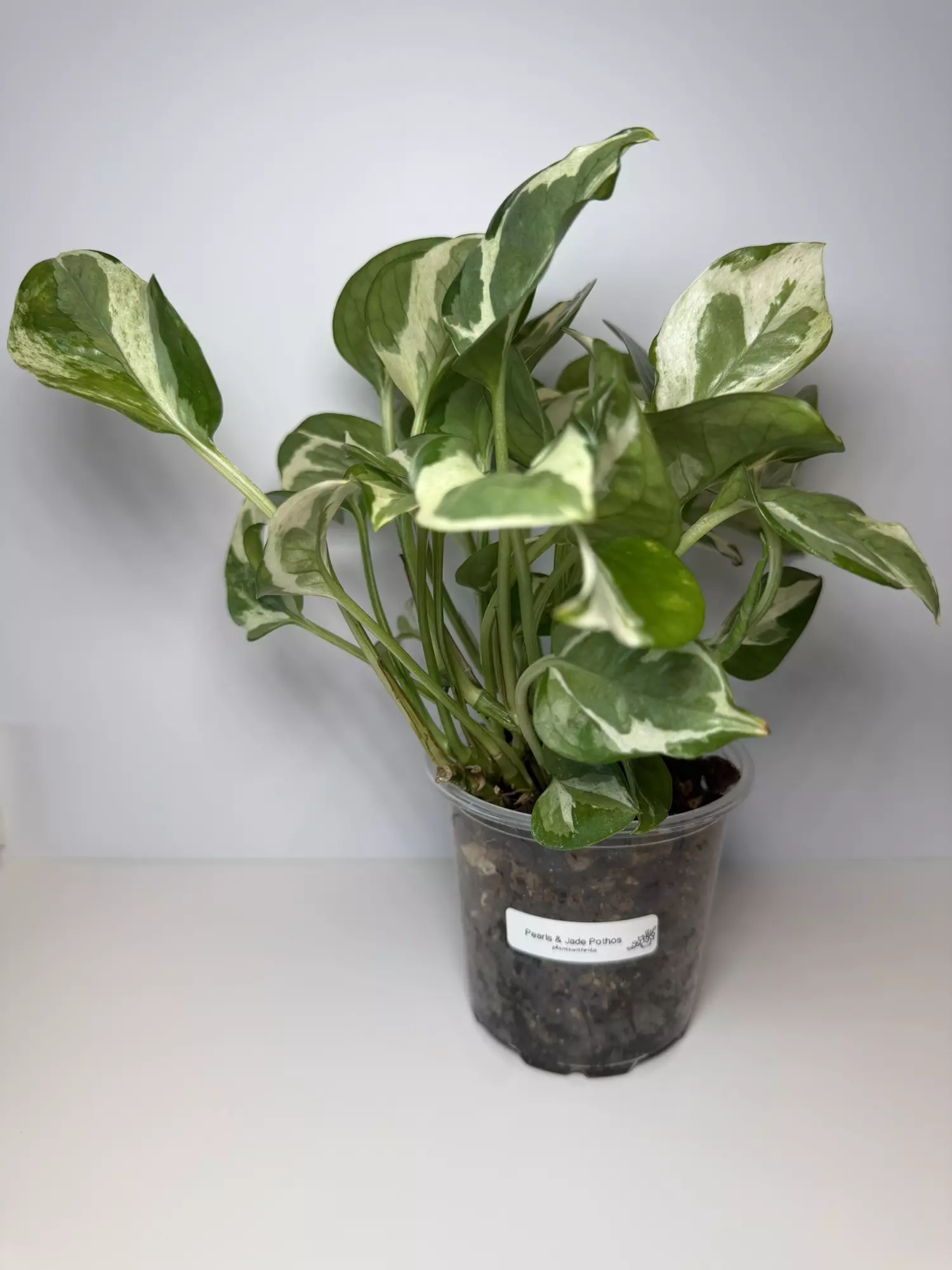 plant/Pearls & Jade Pothos-1