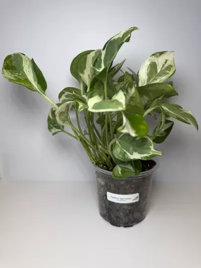 plant/Pearls & Jade Pothos-1-thumbnail