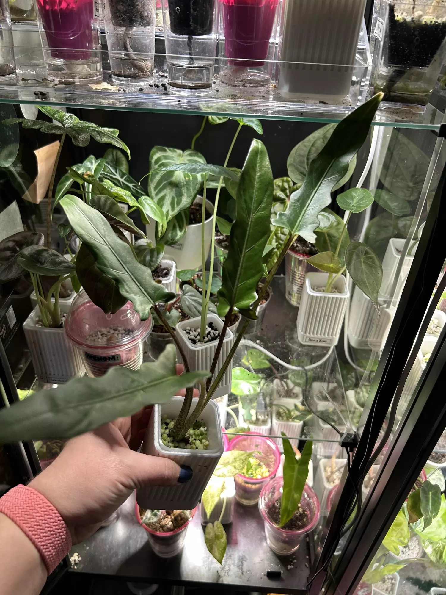 plant/Alocasia Lauterbachiana-1