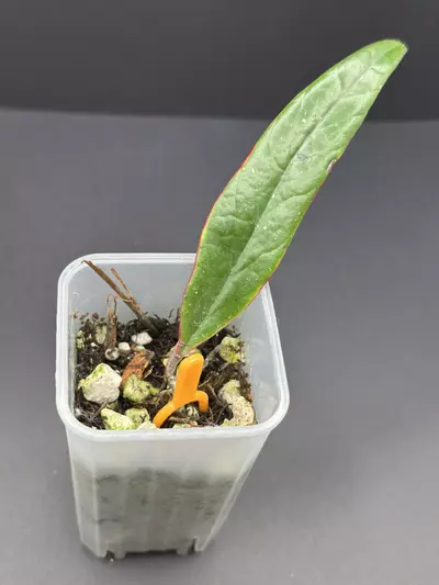 plant/Hoya Sulawesiana Albo  -0-thumbnail