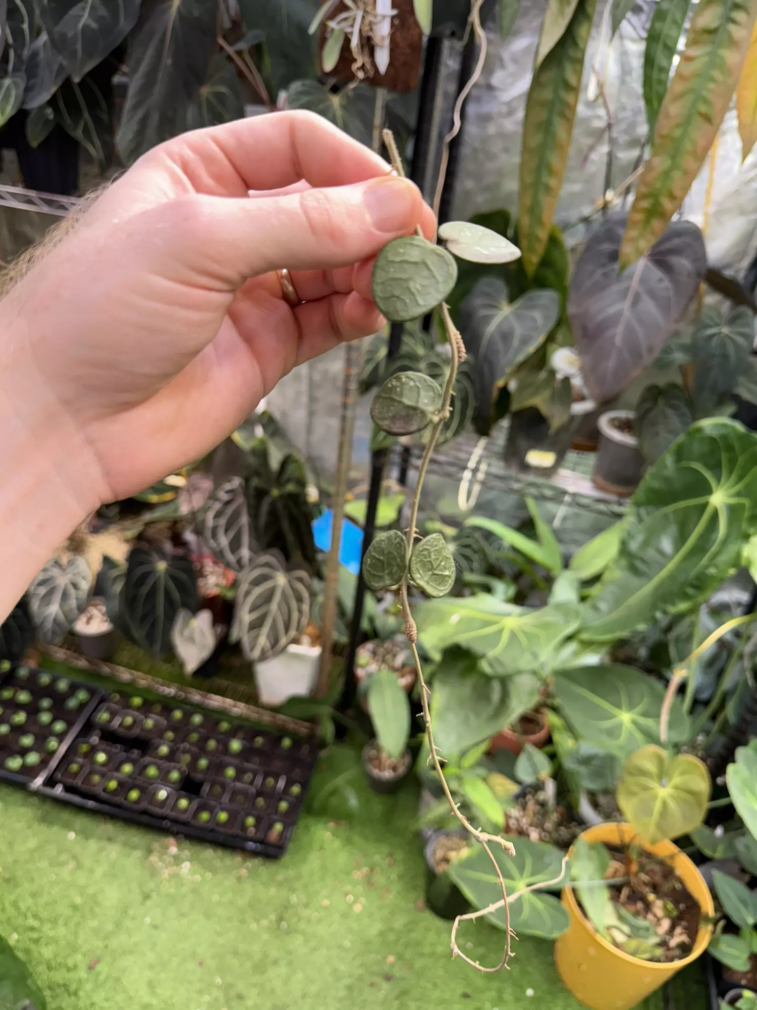 plant/Hoya mathilde fresh cut-0