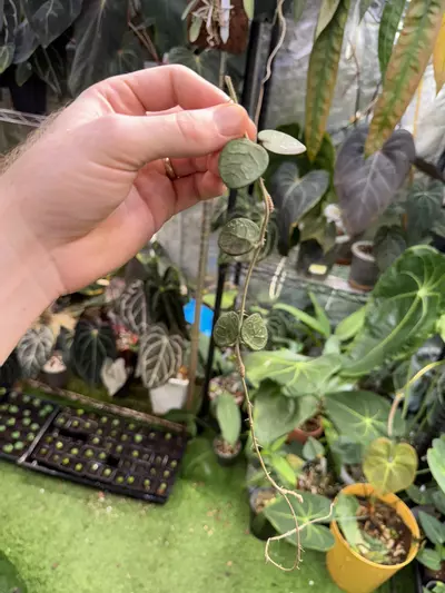 plant/Hoya mathilde fresh cut-0-thumbnail