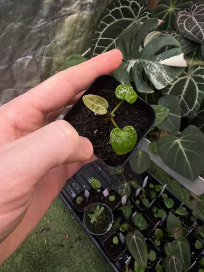 plant/Carla RA10 self x Ace of Spades-0-thumbnail