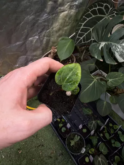 plant/Carla RA10 self x Ace of Spades-0-thumbnail