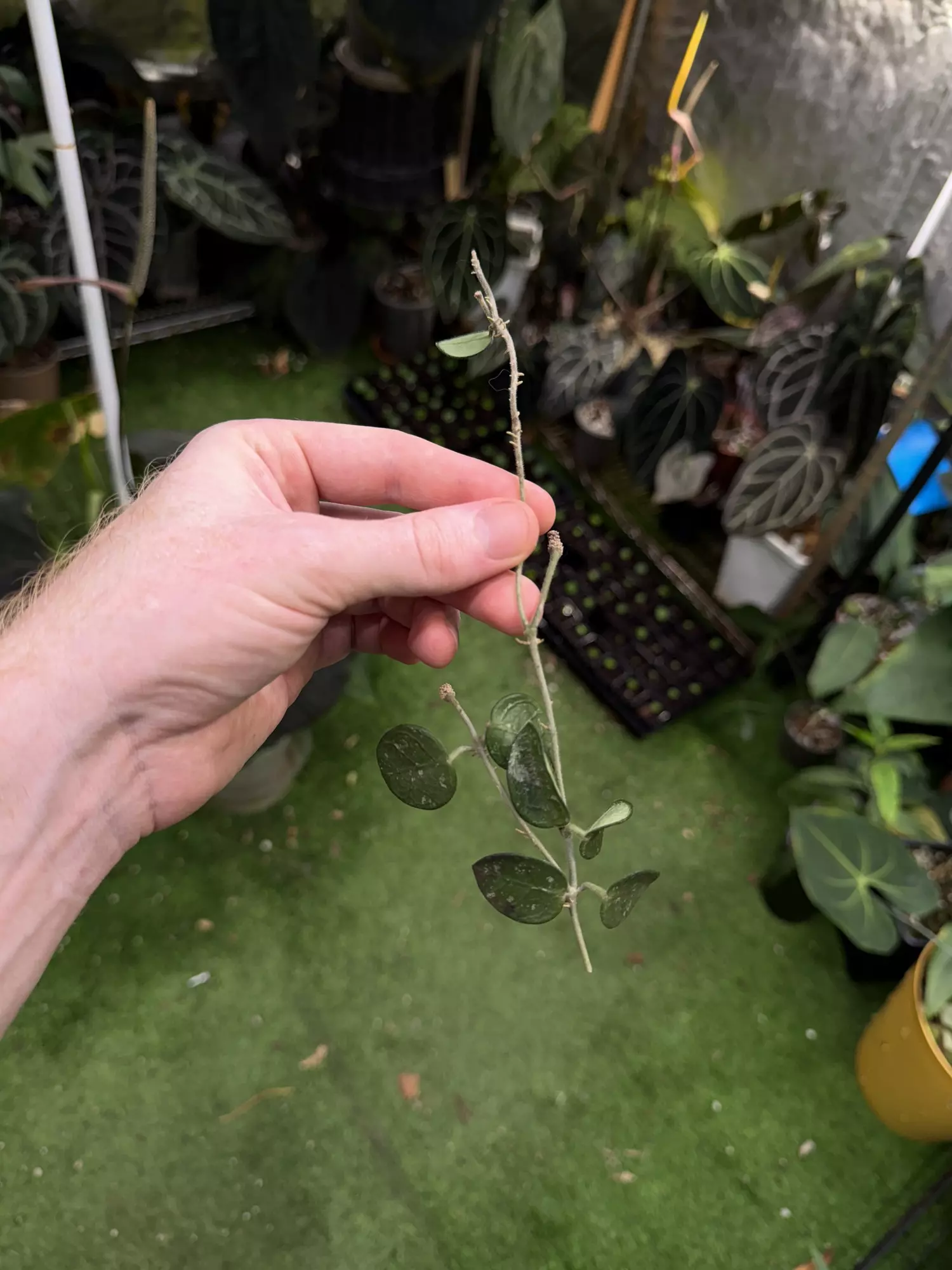 plant/Hoya mathilde fresh cut -0