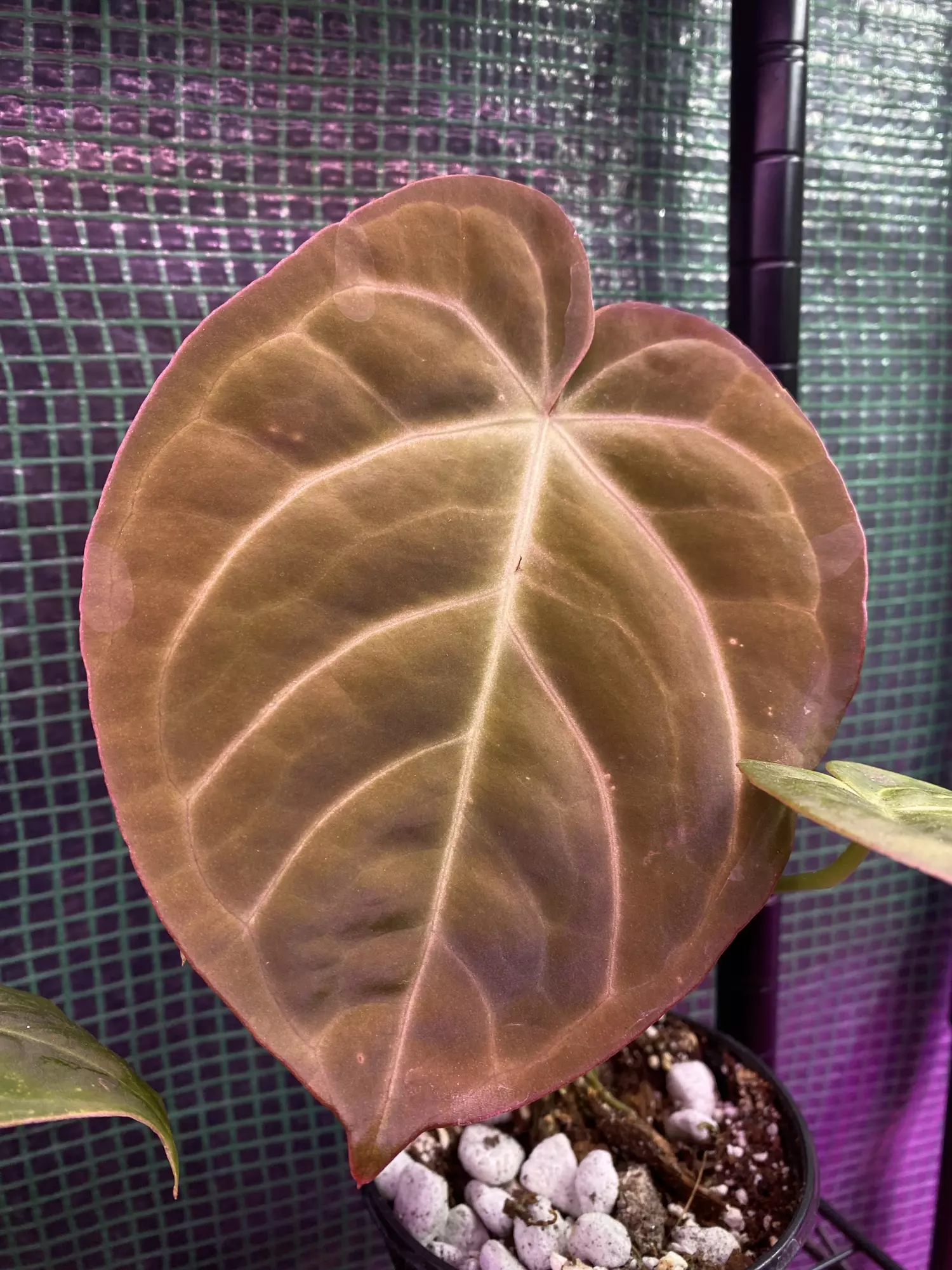 plant/Anthurium Dorayaki x Antolakii (bvep) 4.5”-0
