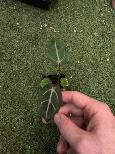 plant/Carla GPH self x Carla RA10 self-0-thumbnail