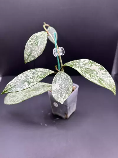 plant/Hoya Pubicalyx Royal Hawaiian-0-thumbnail