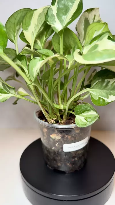 plant/Pearls & Jade Pothos-2-thumbnail