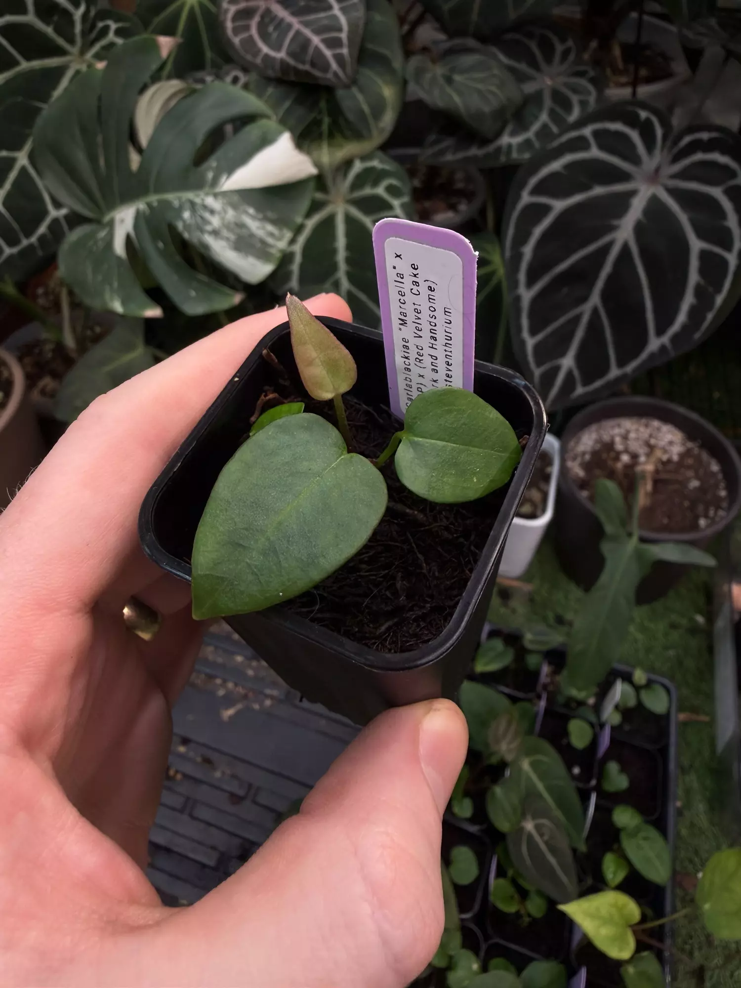 plant/(Carla x RVDP) x Merlot-0